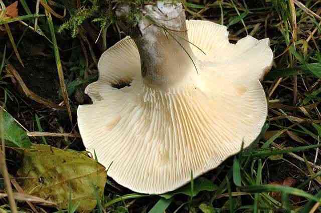 Club-foot (Ampulloclitocybe clavipes) thumbnail 2