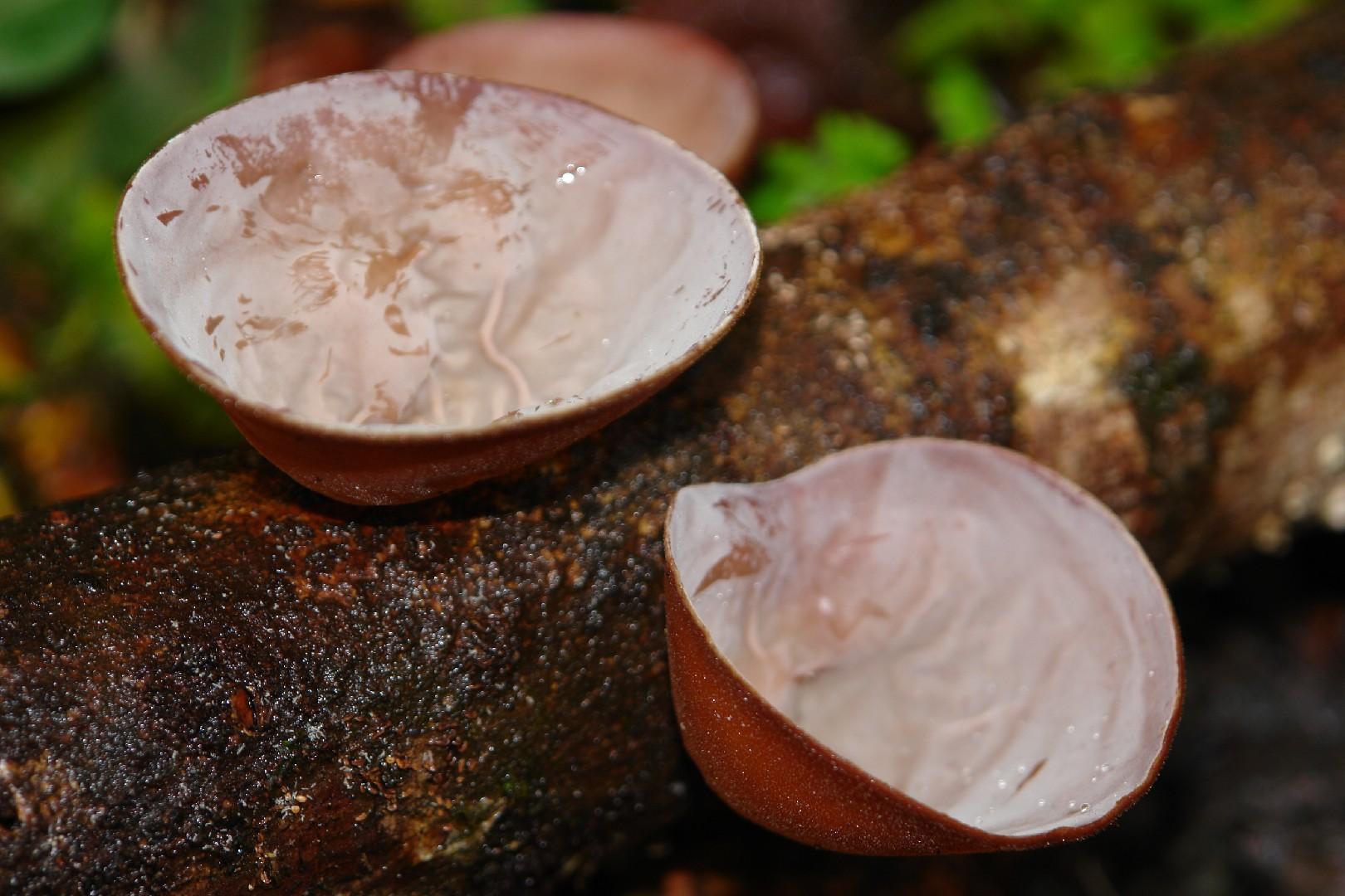 Wood ear