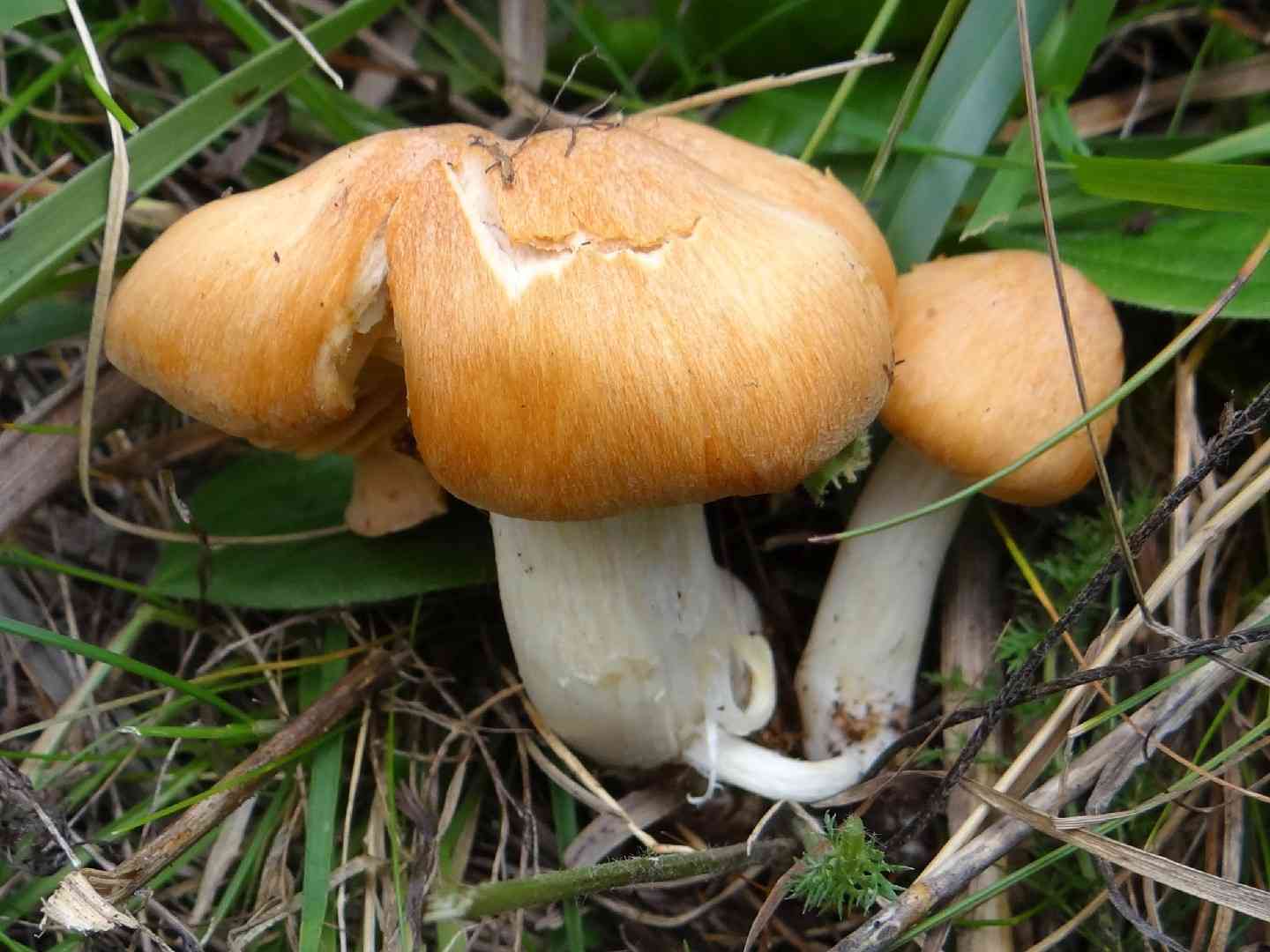 Oak woodwax (Hygrophorus nemoreus) thumbnail 3