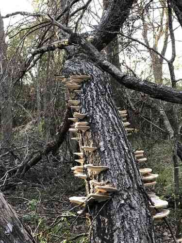 Trametes cubensis (Trametes cubensis) thumbnail 3