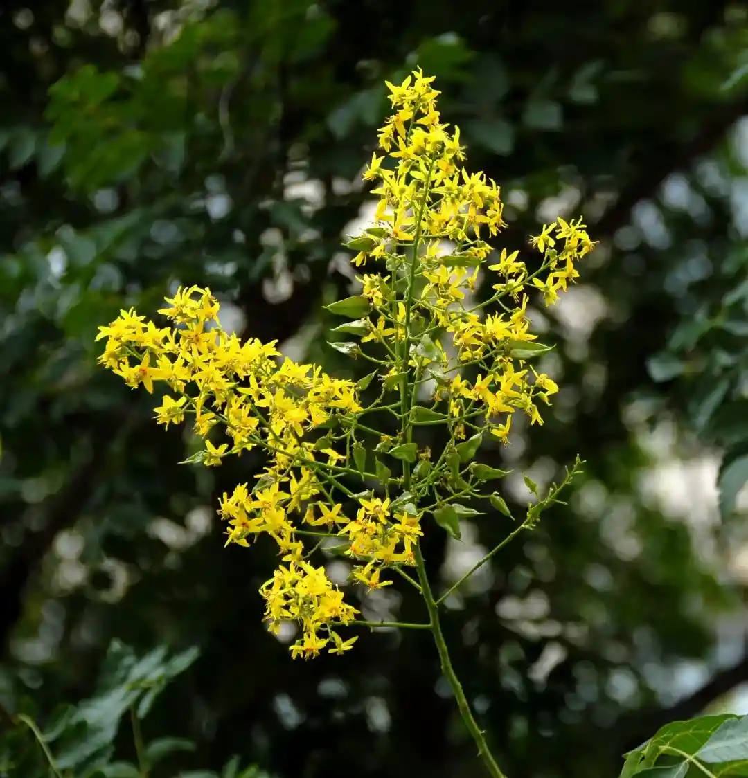 Goldenrain tree