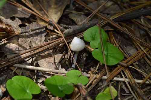 White fibercap (Inocybe geophylla) thumbnail 3