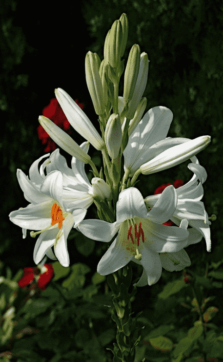 Madonna lily