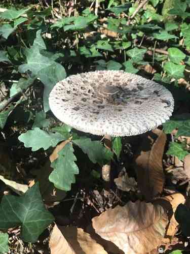 Parasol (Macrolepiota procera) thumbnail 3