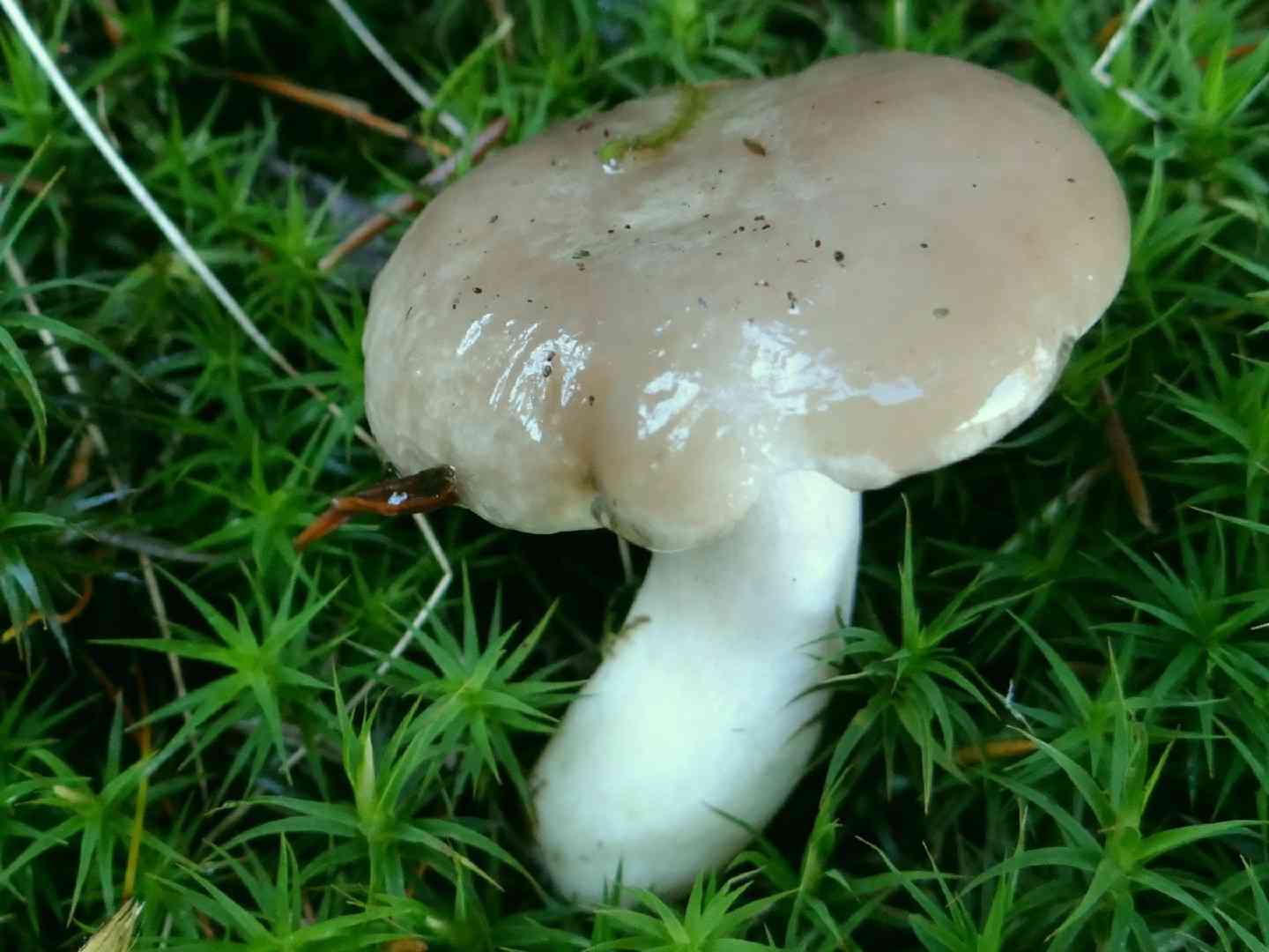 Gray almond waxy cap (Hygrophorus agathosmus) thumbnail 3