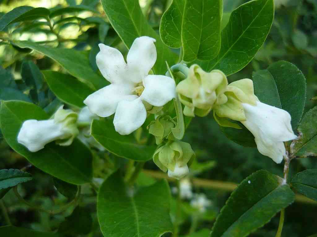 Araujia sericifera