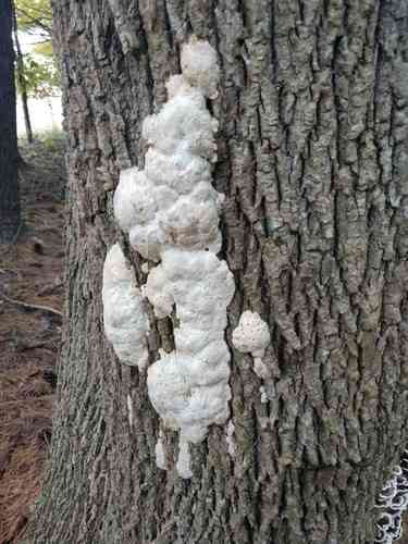 Aborted entoloma (Entoloma abortivum) thumbnail 3