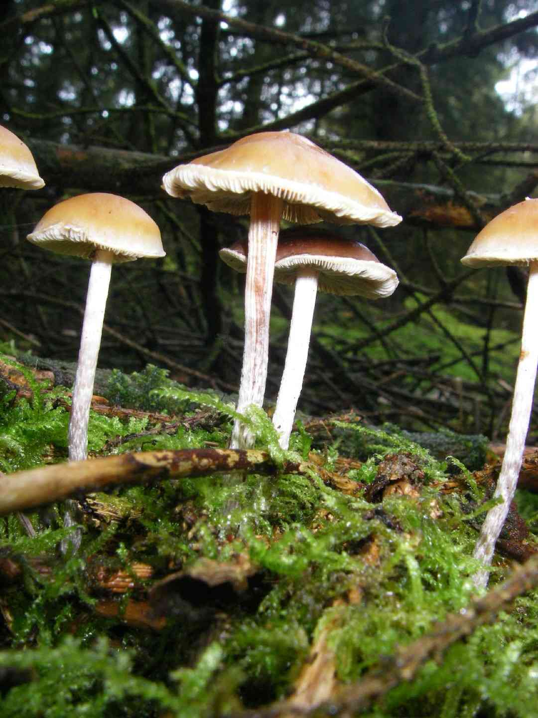 Snakeskin Brownie (Hypholoma marginatum) thumbnail 3