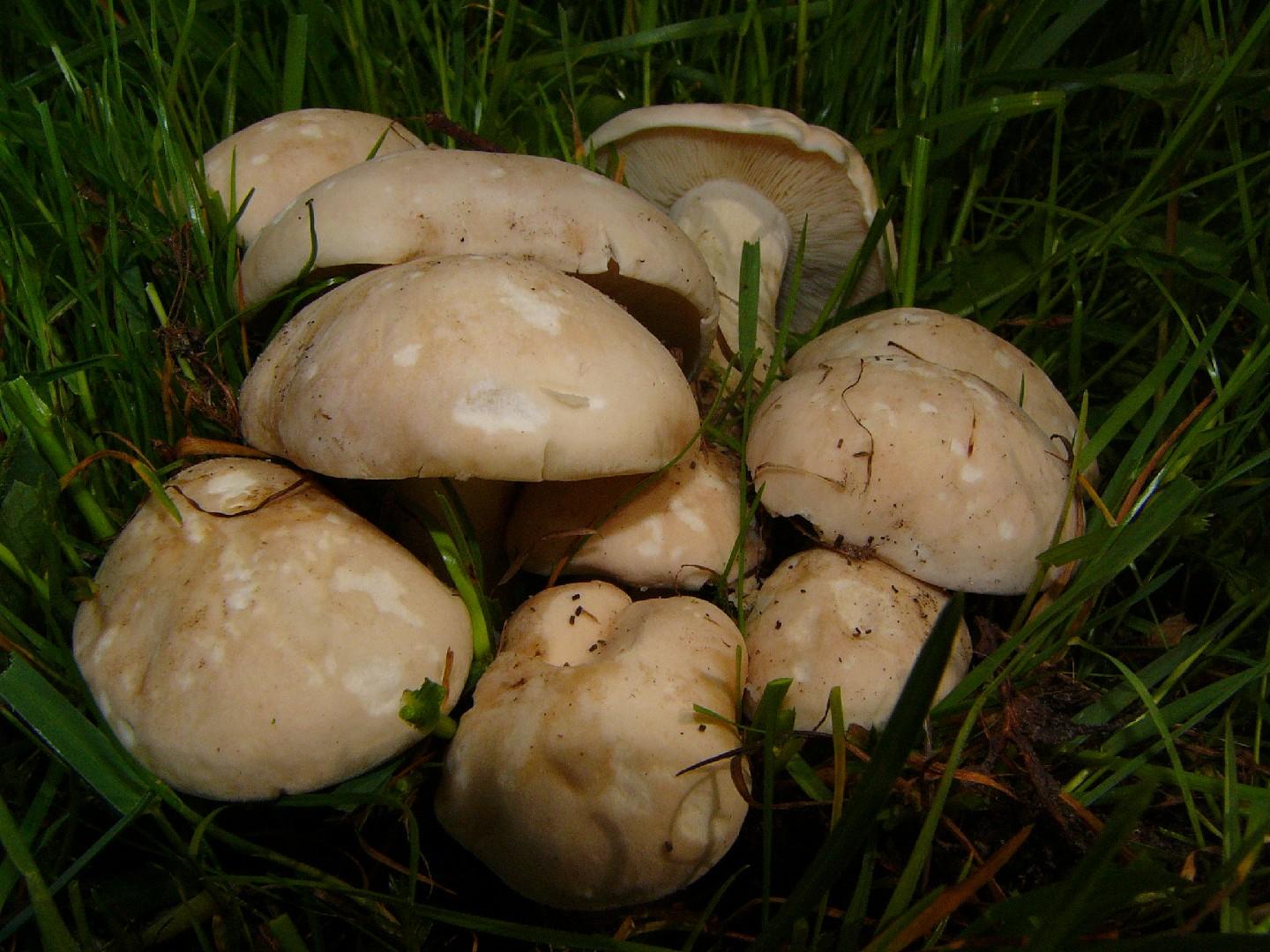 St. George's mushroom thumbnail 3