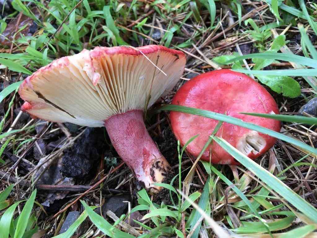 Blood red russula (Russula sanguinaria) thumbnail 3