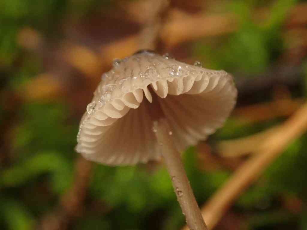 Saffrondrop bonnet (Mycena crocata) thumbnail 2