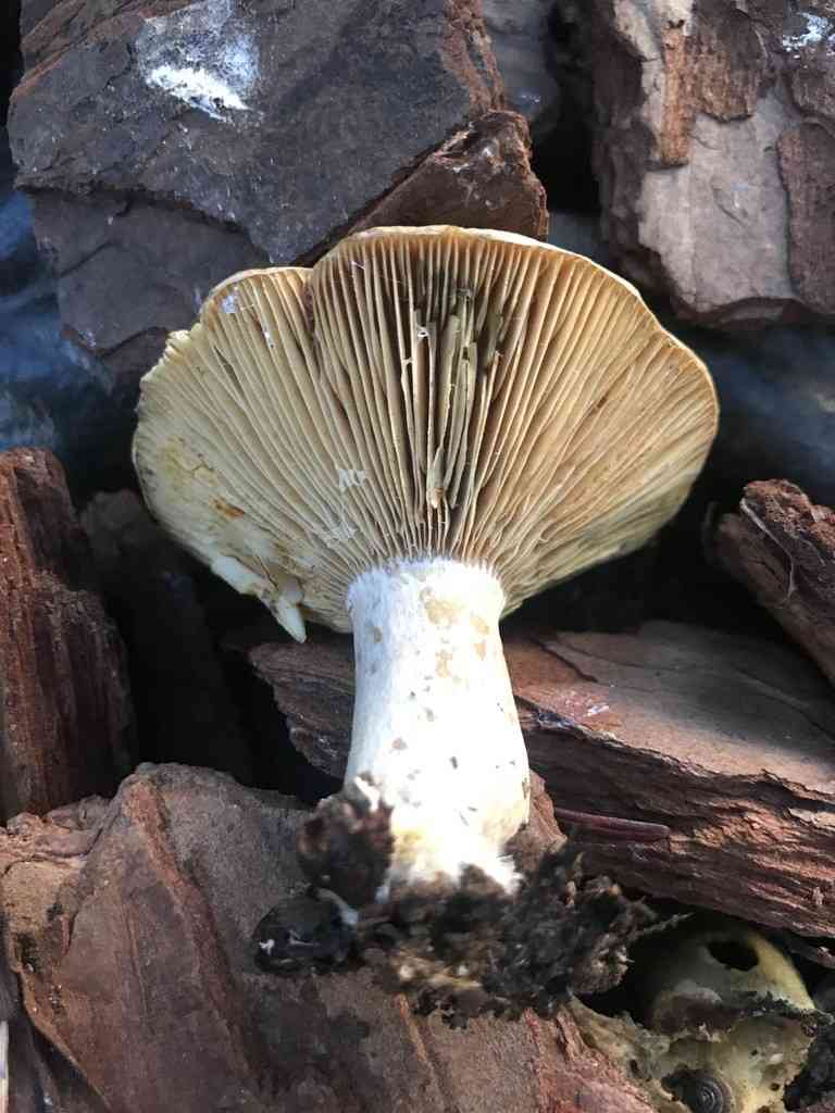 Lactarius chelidonium (Lactarius chelidonium) thumbnail 3