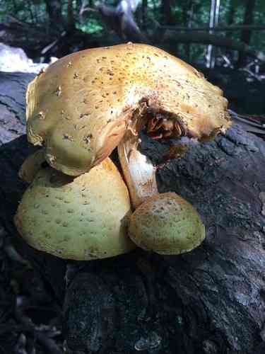 Golden pholiota (Pholiota aurivella) thumbnail 3