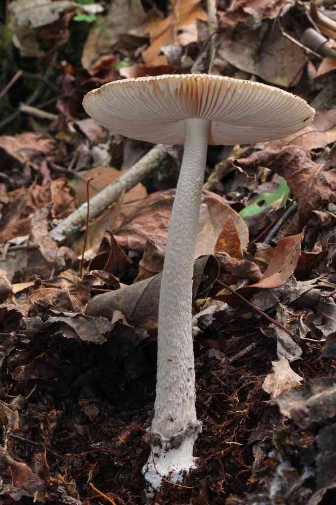 Amanita sororcula