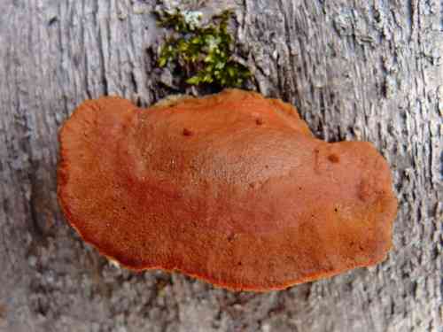 Cinnabar-red polypore (Pycnoporus cinnabarinus) thumbnail 2