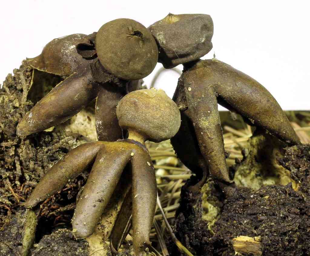 Acrobatic earthstar