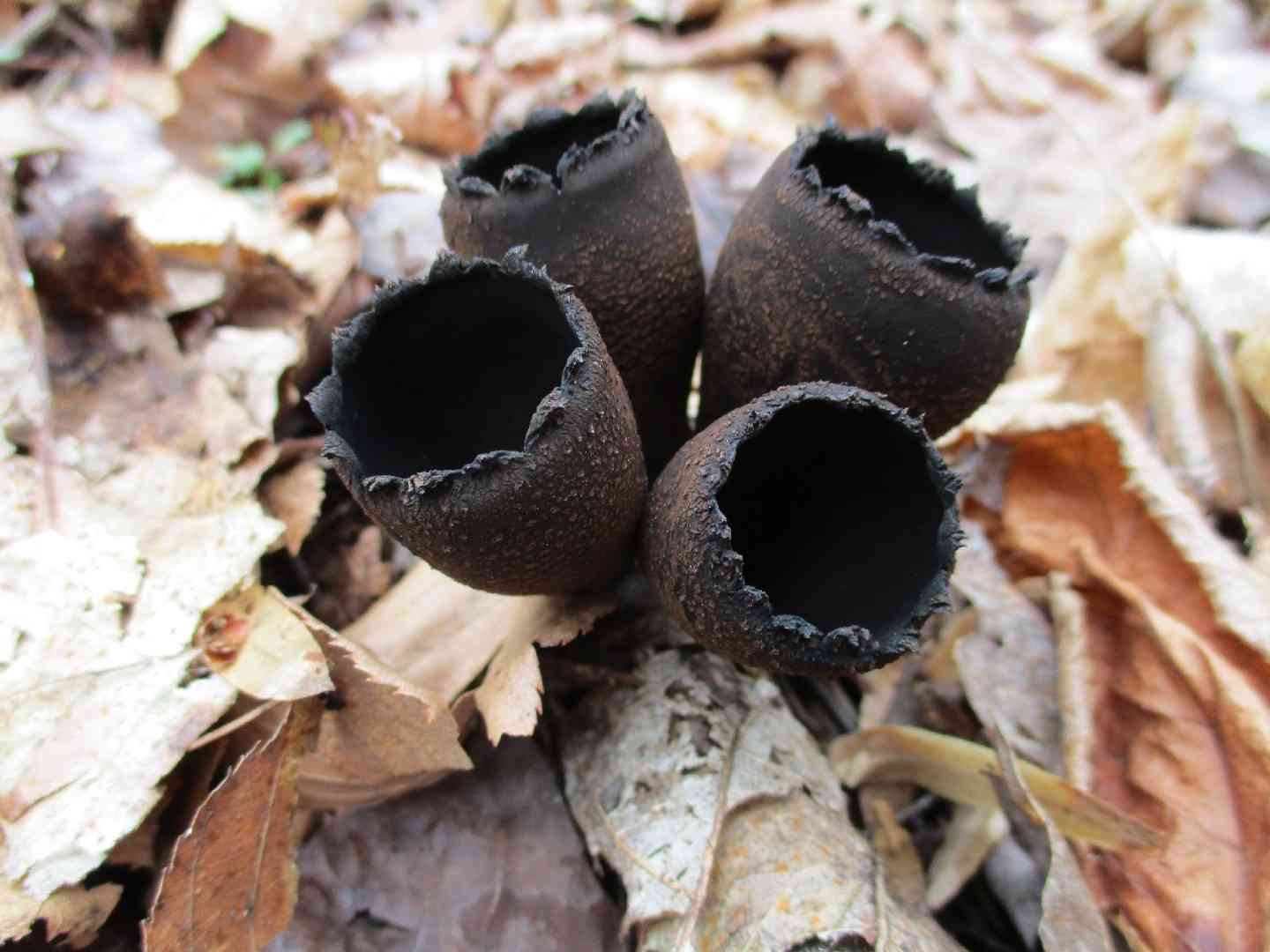 Devil's urn