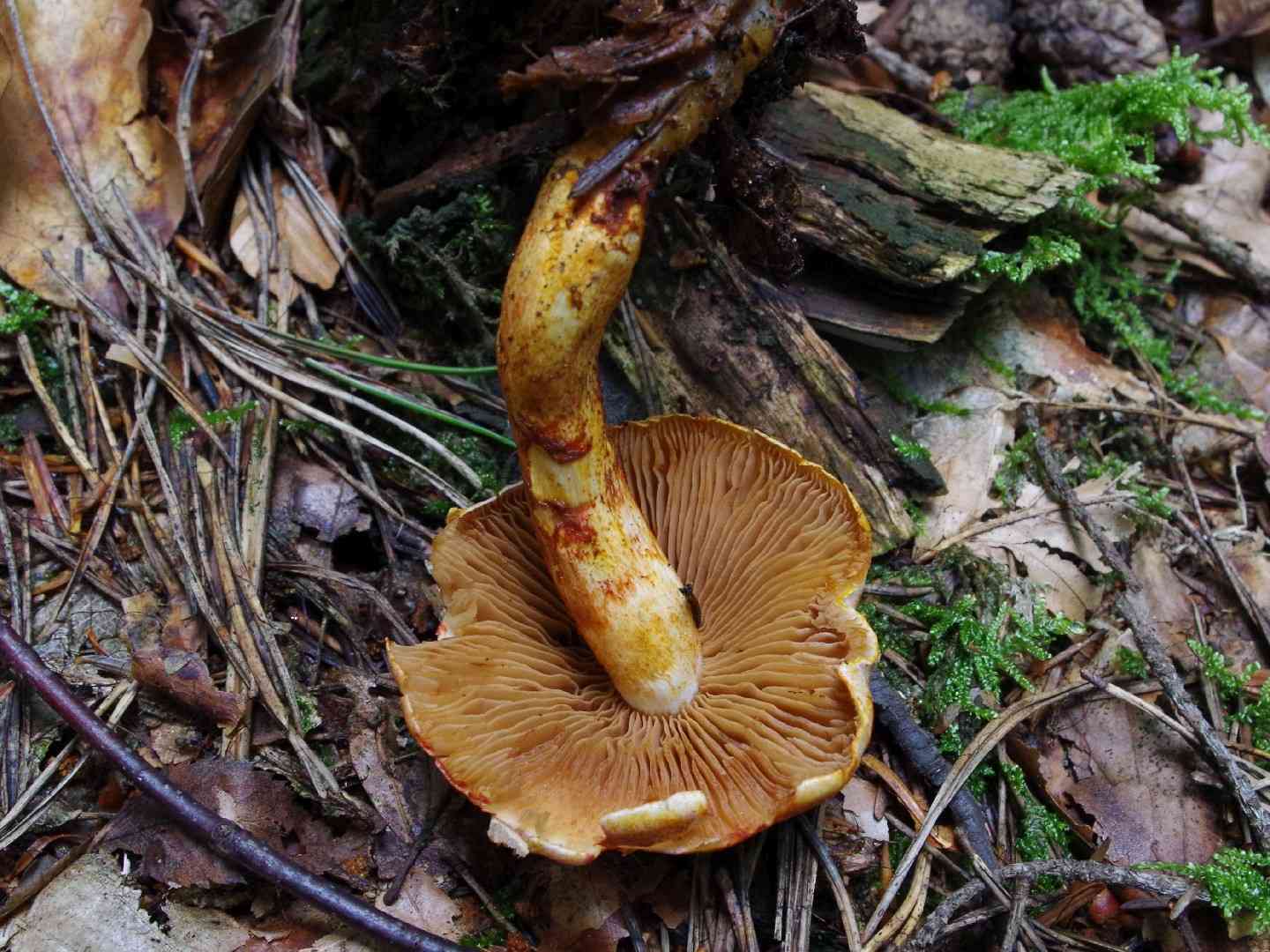 Dapped webcap (Cortinarius bolaris) thumbnail 3