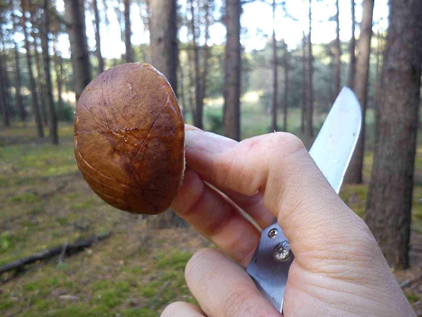 Bay bolete (Imleria badia) thumbnail 2