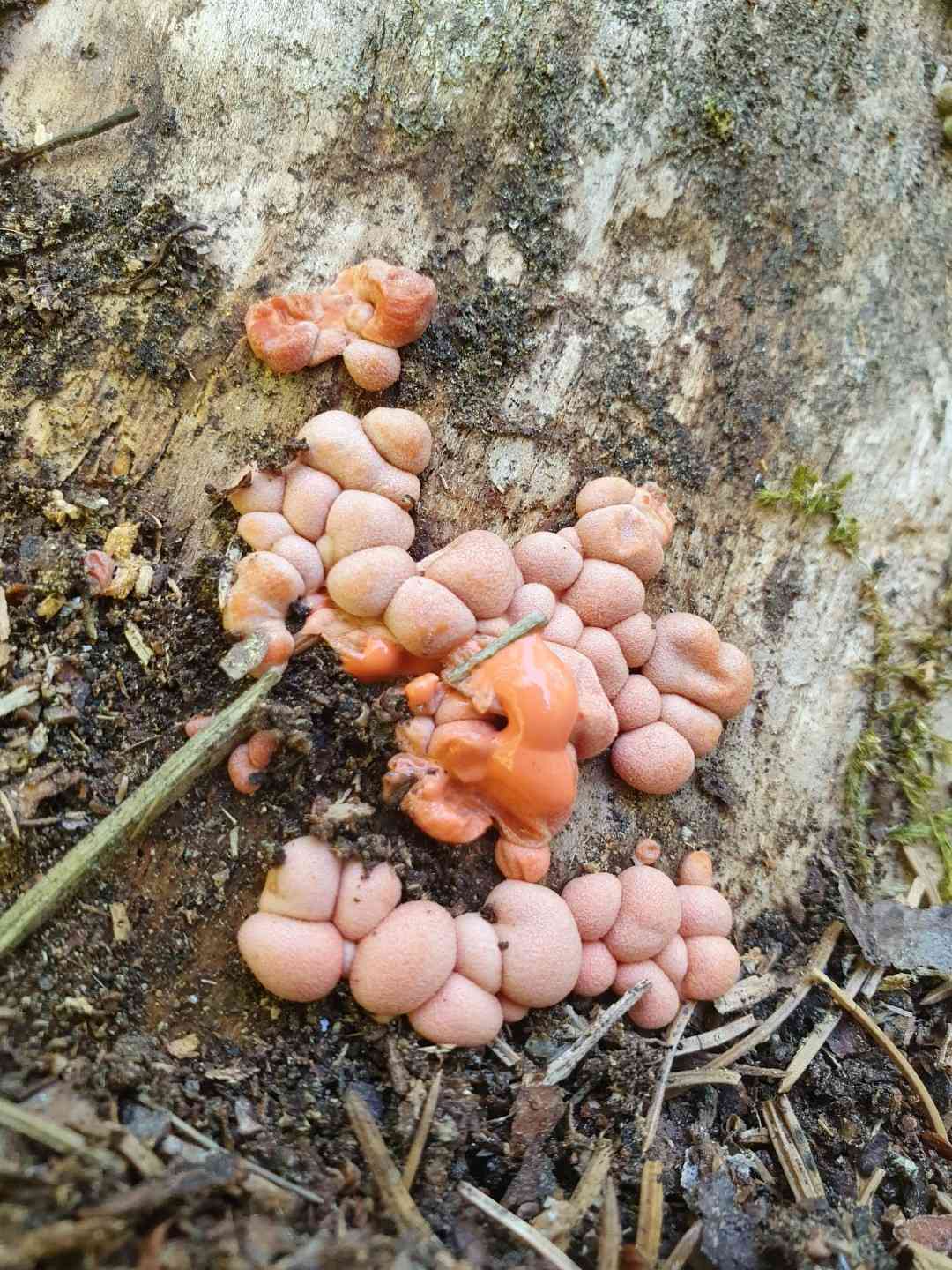 Wolf's milk slime mold (Lycogala epidendrum) thumbnail 3