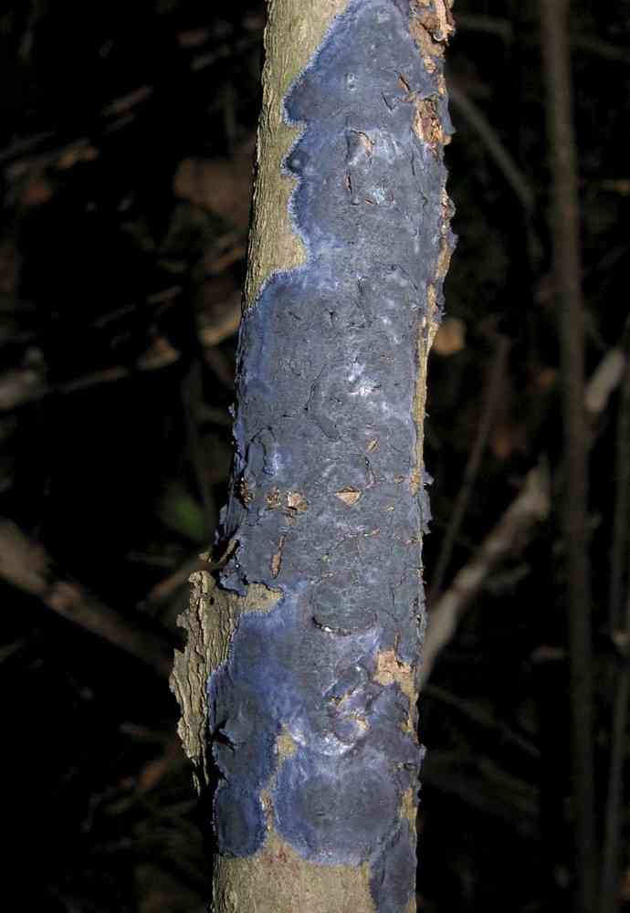 Cobalt crust (Terana coerulea) thumbnail 2