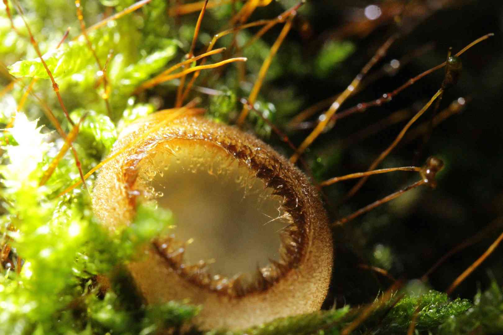Hairy fairy cup (Humaria hemisphaerica) thumbnail 3