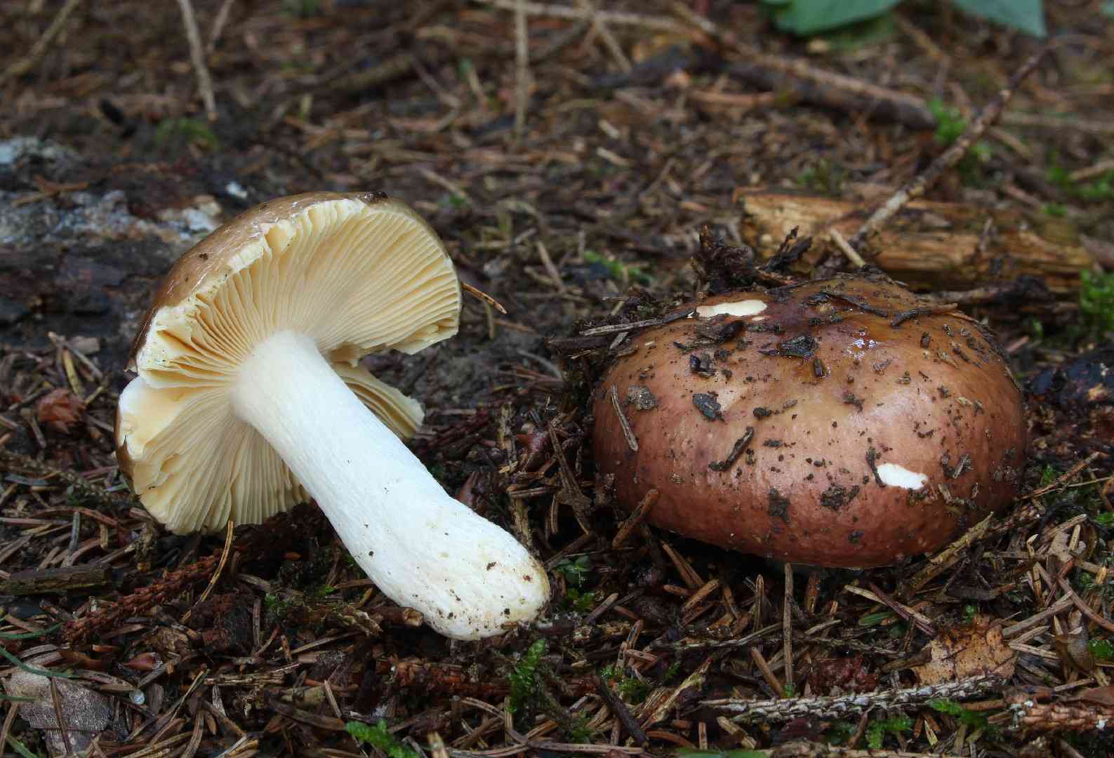 Entire russula (Russula integra) thumbnail 1