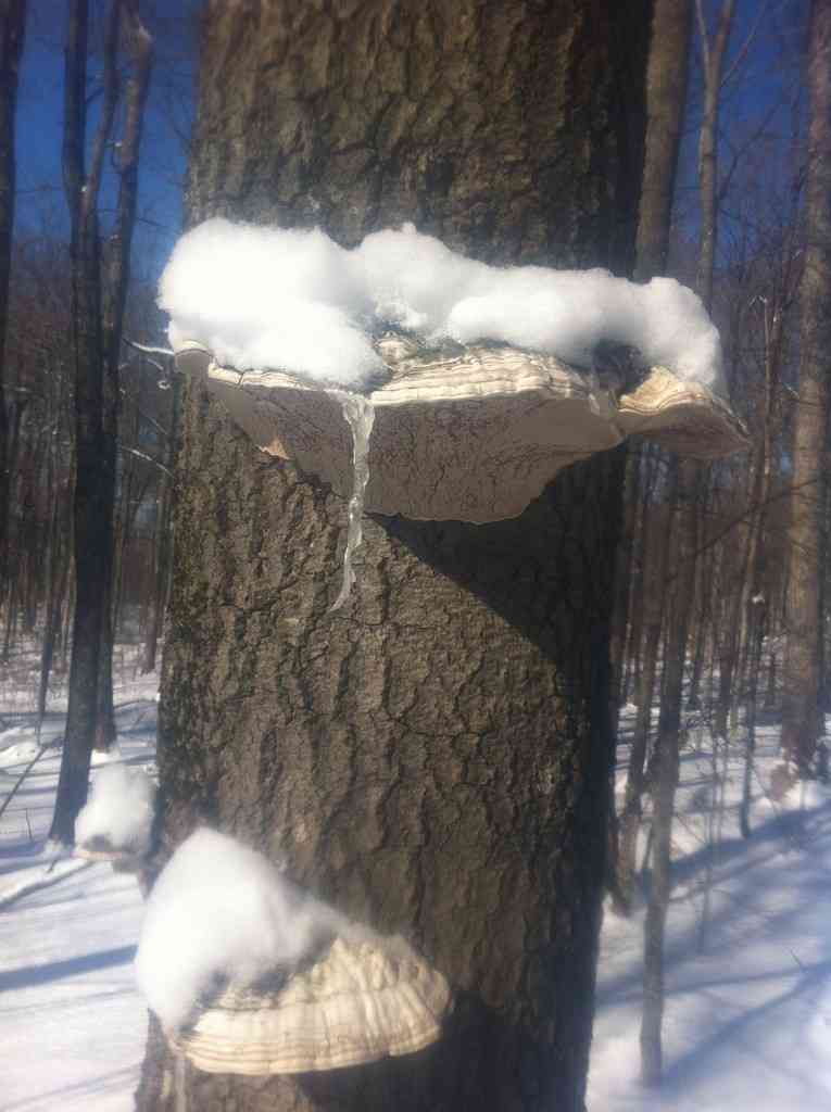 Artist's conk (Ganoderma applanatum) thumbnail 3