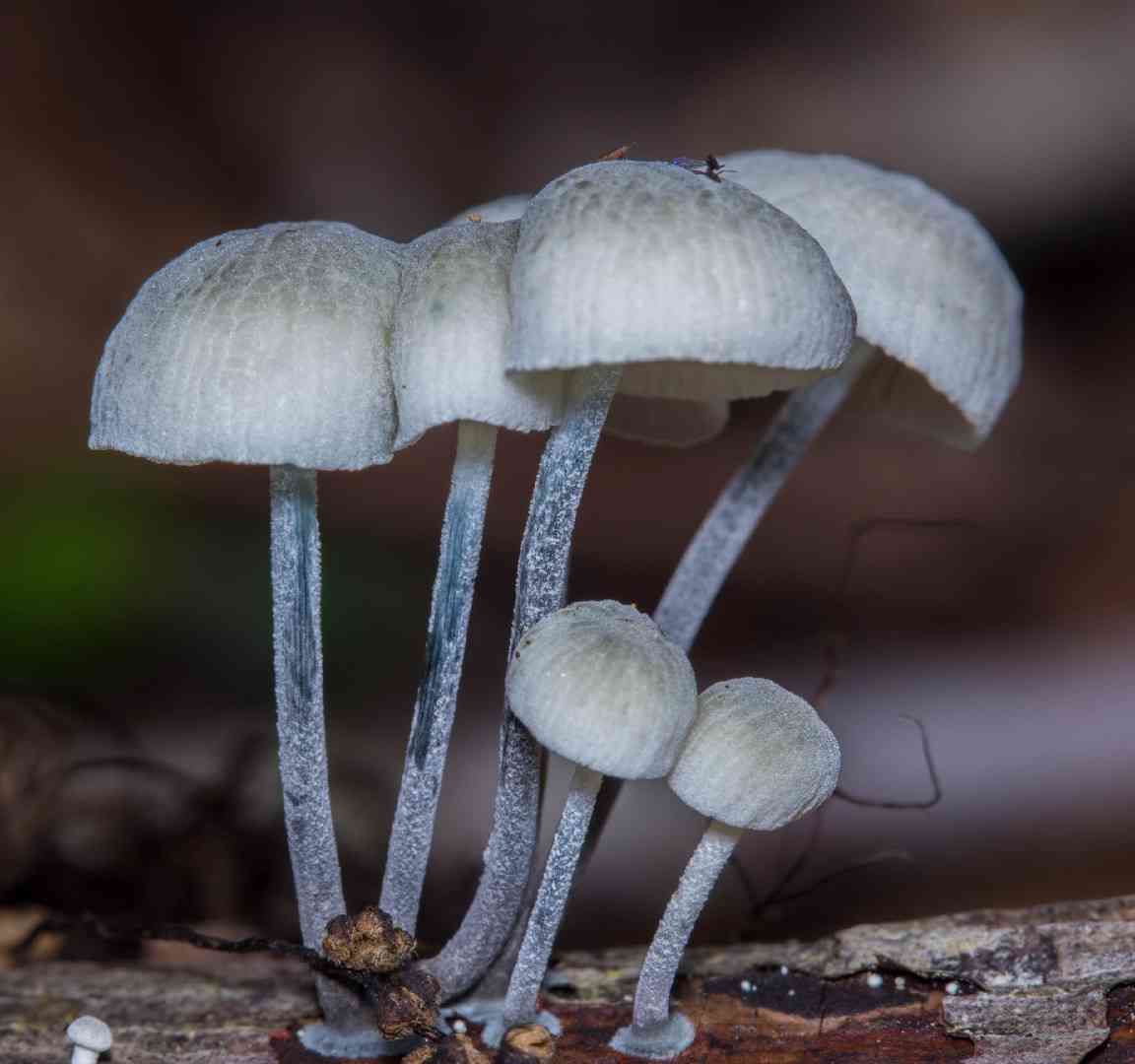 Black-stalked Marasmius