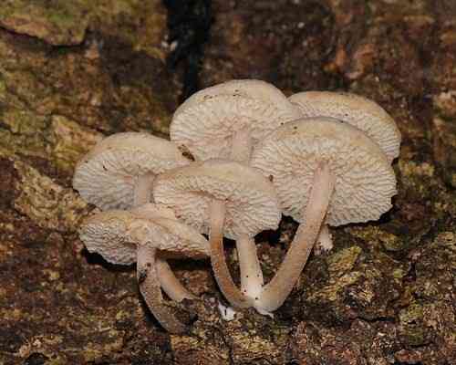Favolaschia manipularis (Favolaschia manipularis) thumbnail 3