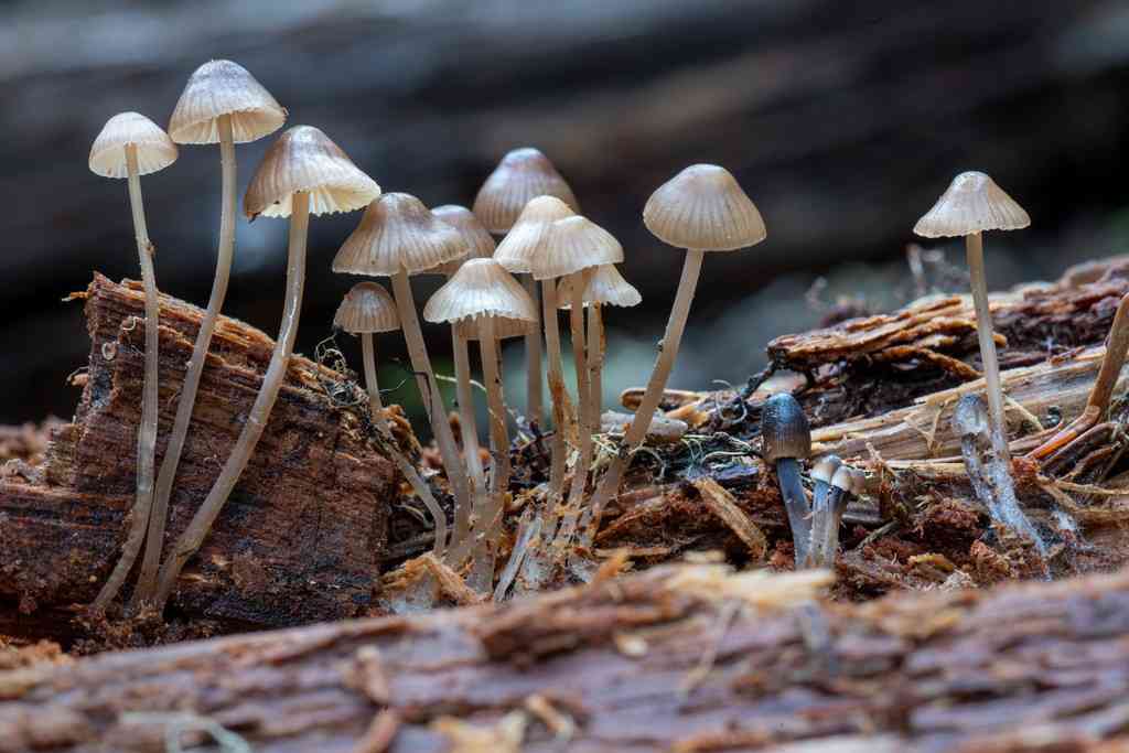 Reddish spotted mycena