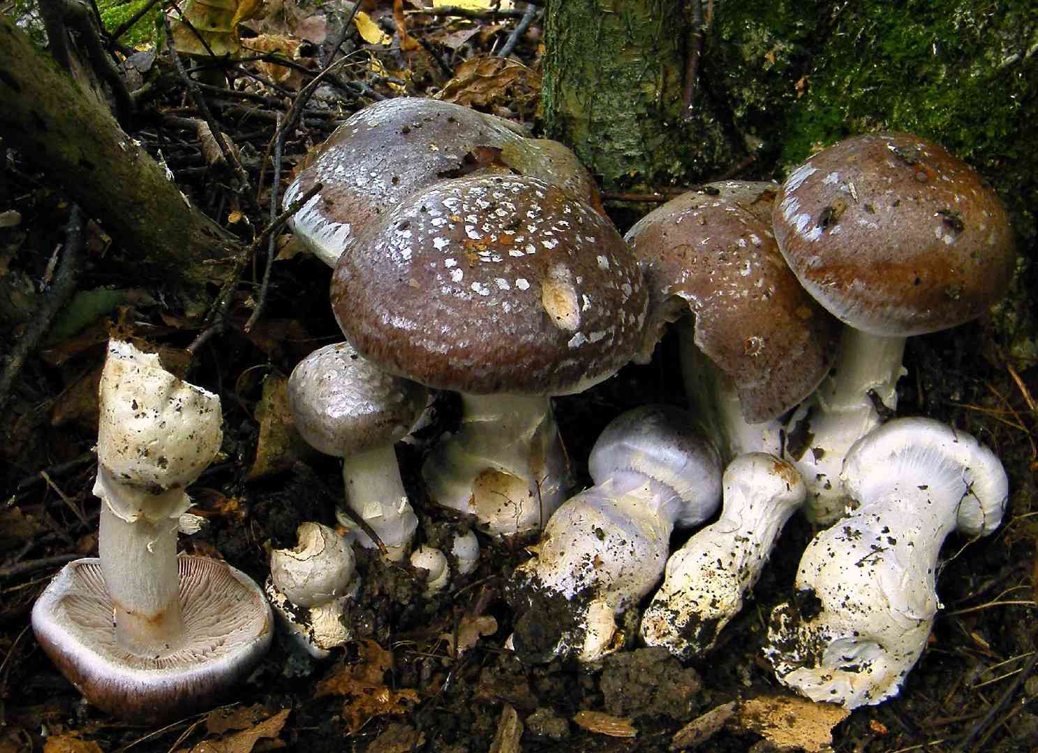 Goliath webcap (Cortinarius praestans) thumbnail 2