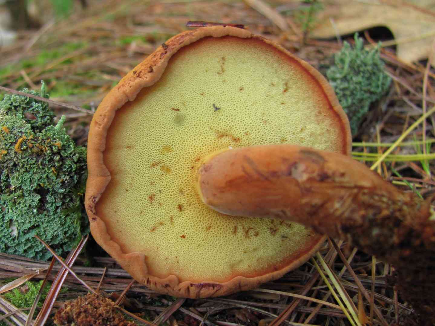 Wood bolete (Buchwaldoboletus lignicola) thumbnail 1
