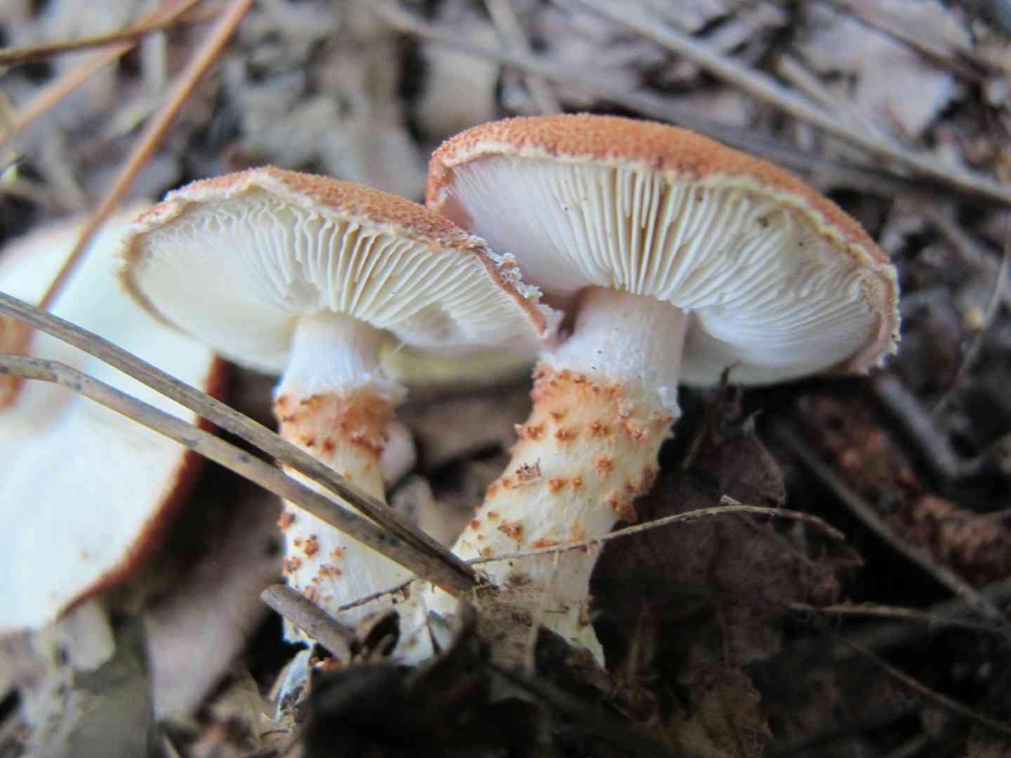 Cinnabar powdercap (Cystodermella cinnabarina) thumbnail 3