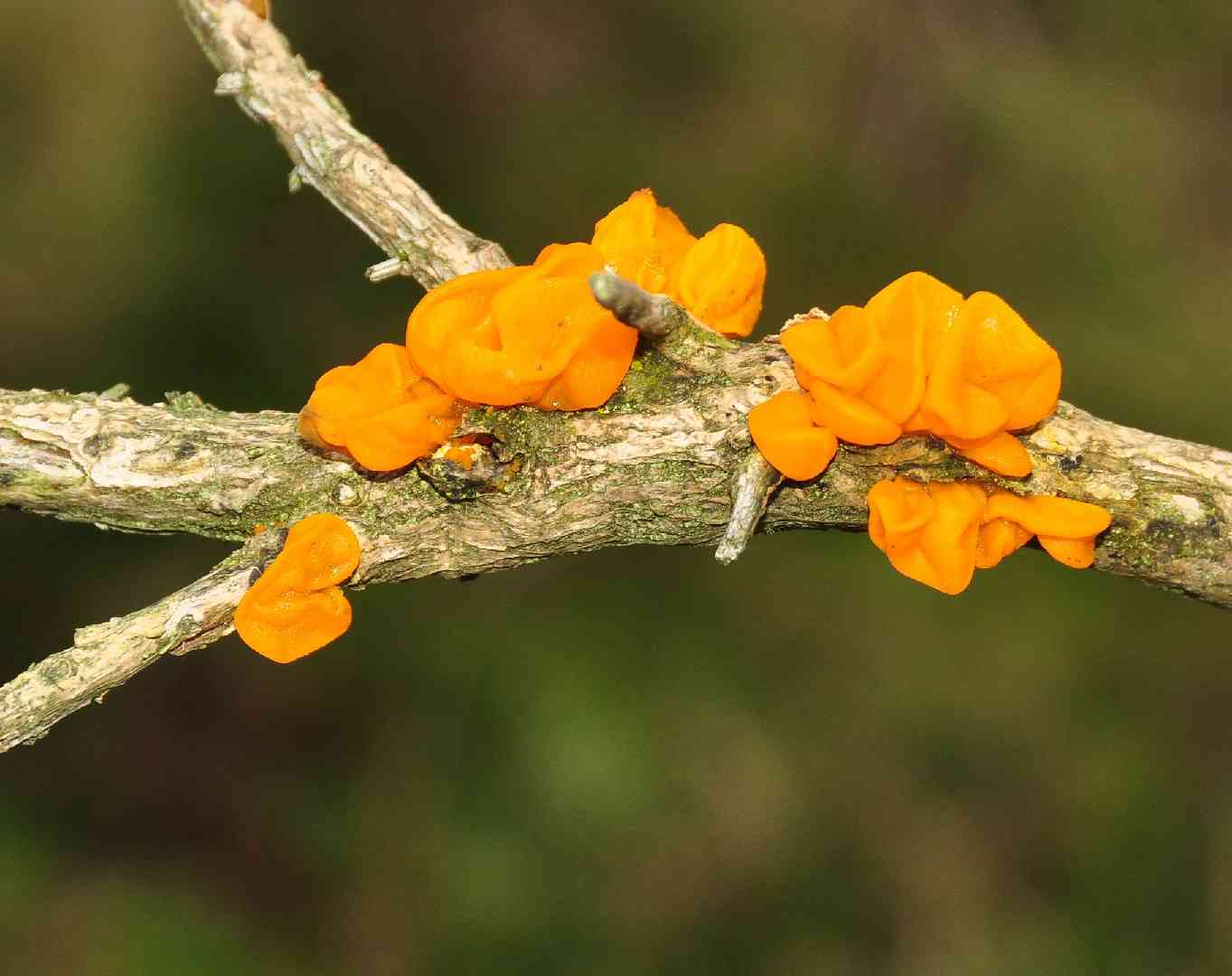 Witches' butter (Tremella mesenterica) thumbnail 1