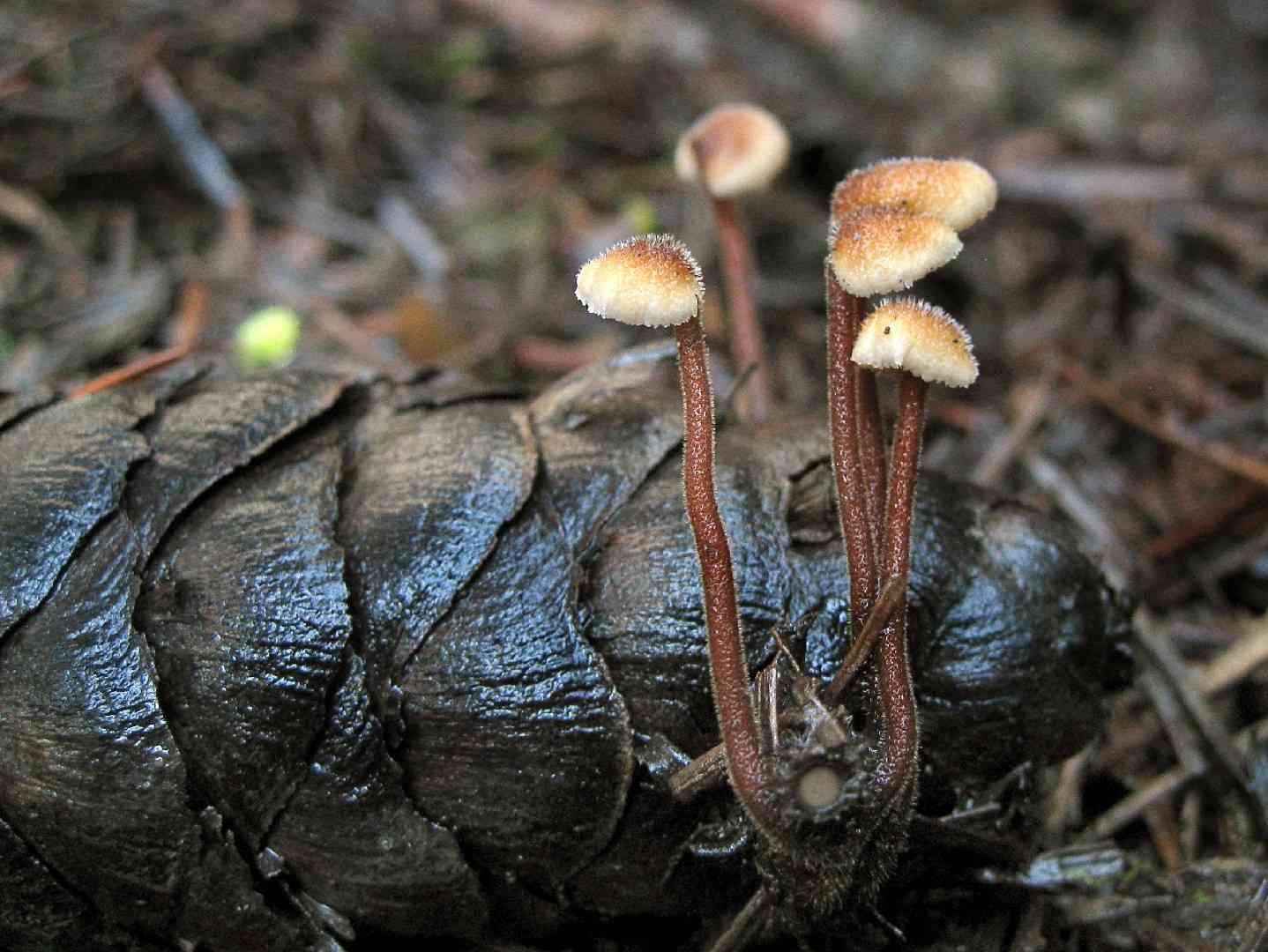 Pinecone mushroom