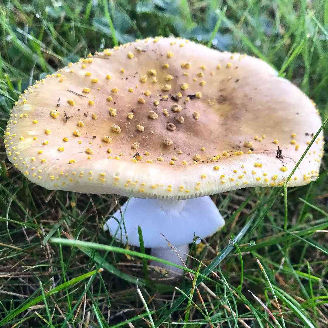 Yellow blusher (Amanita flavorubescens) thumbnail 1