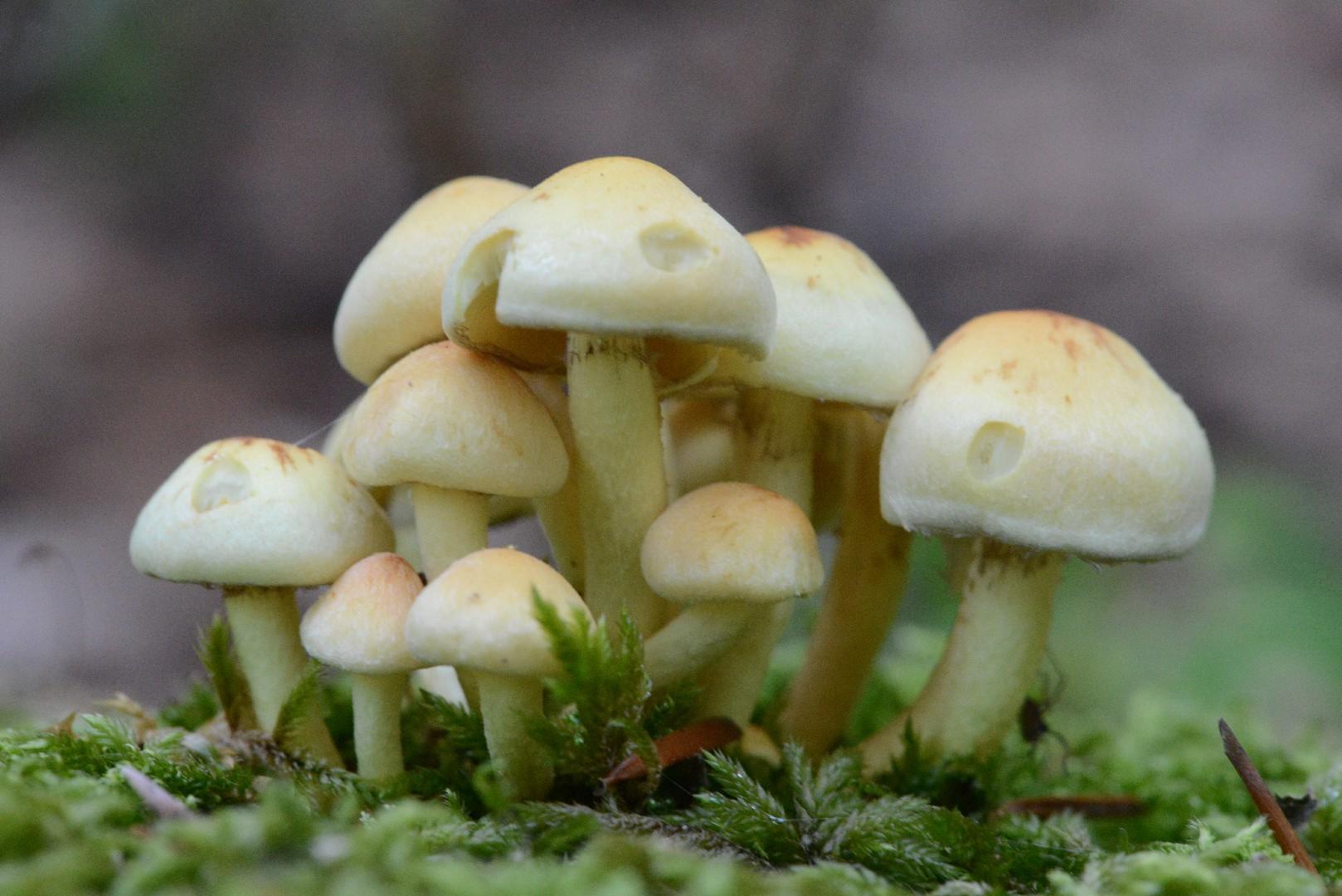 Sulphur tuft thumbnail 3