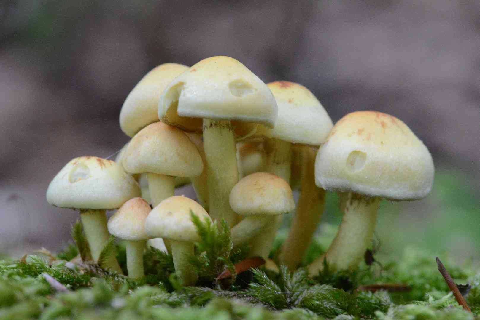 Sulphur tuft (Hypholoma fasciculare) thumbnail 3
