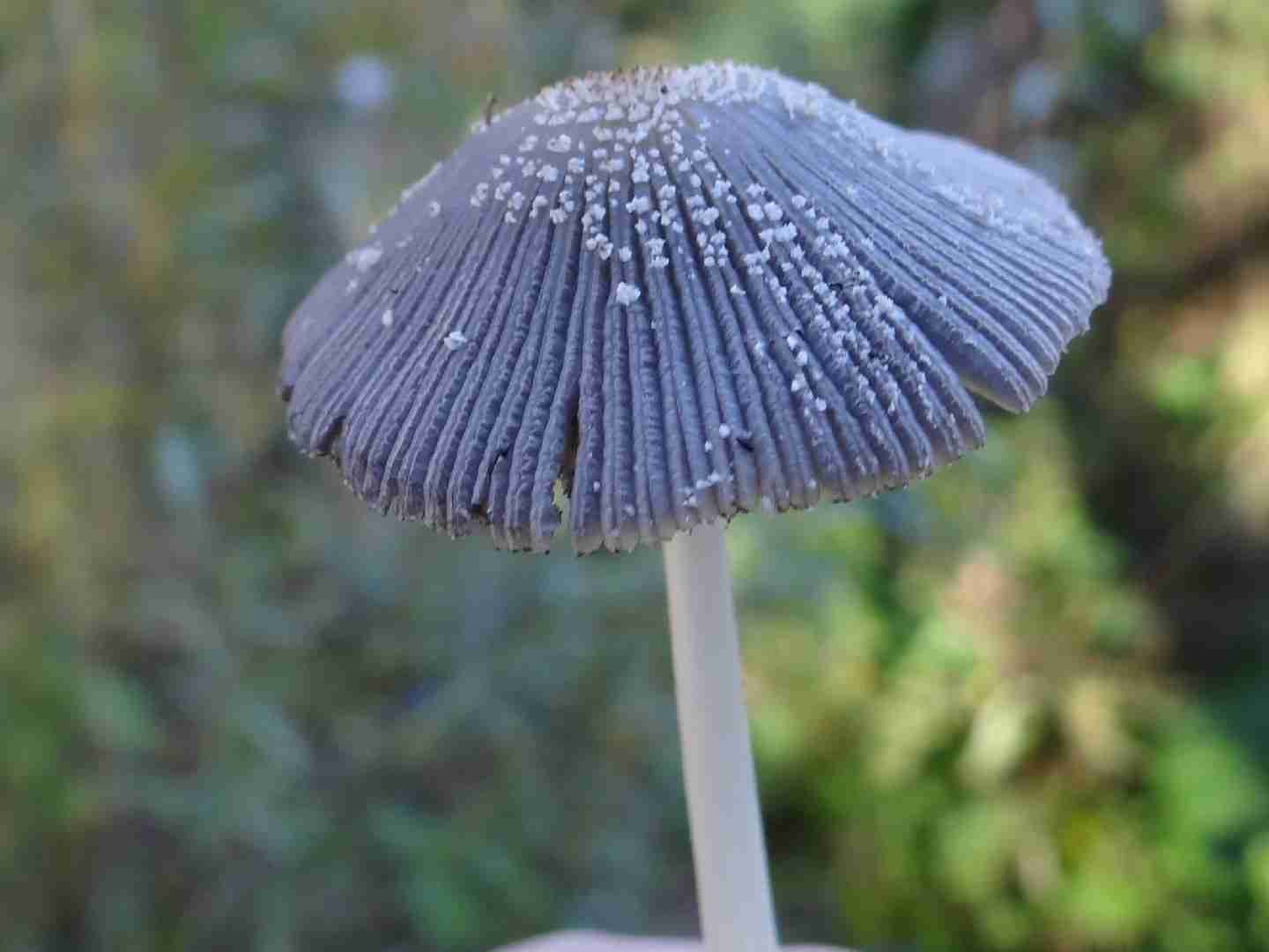 Hare's foot ink cap (Coprinopsis lagopus)