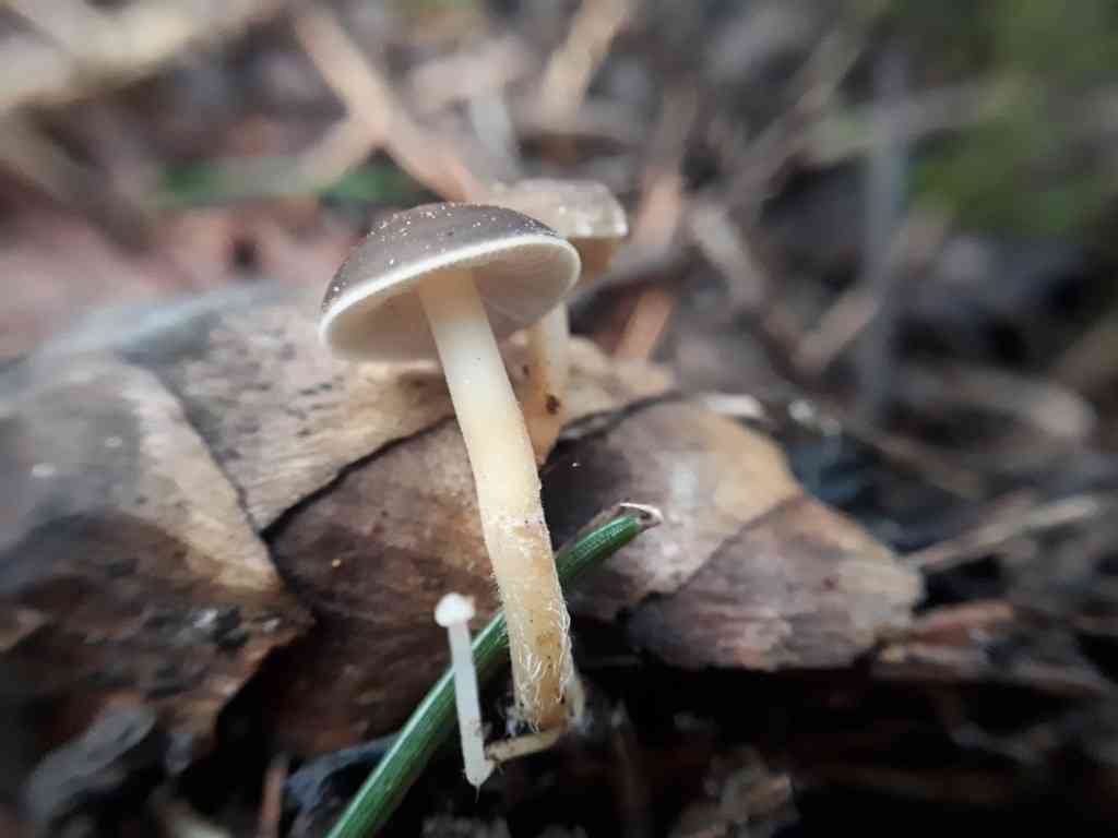 Mycena plumipes (Mycena plumipes) thumbnail 1