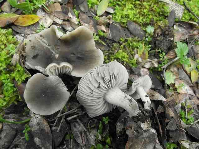 Crazed cap (Dermoloma cuneifolium) thumbnail 1