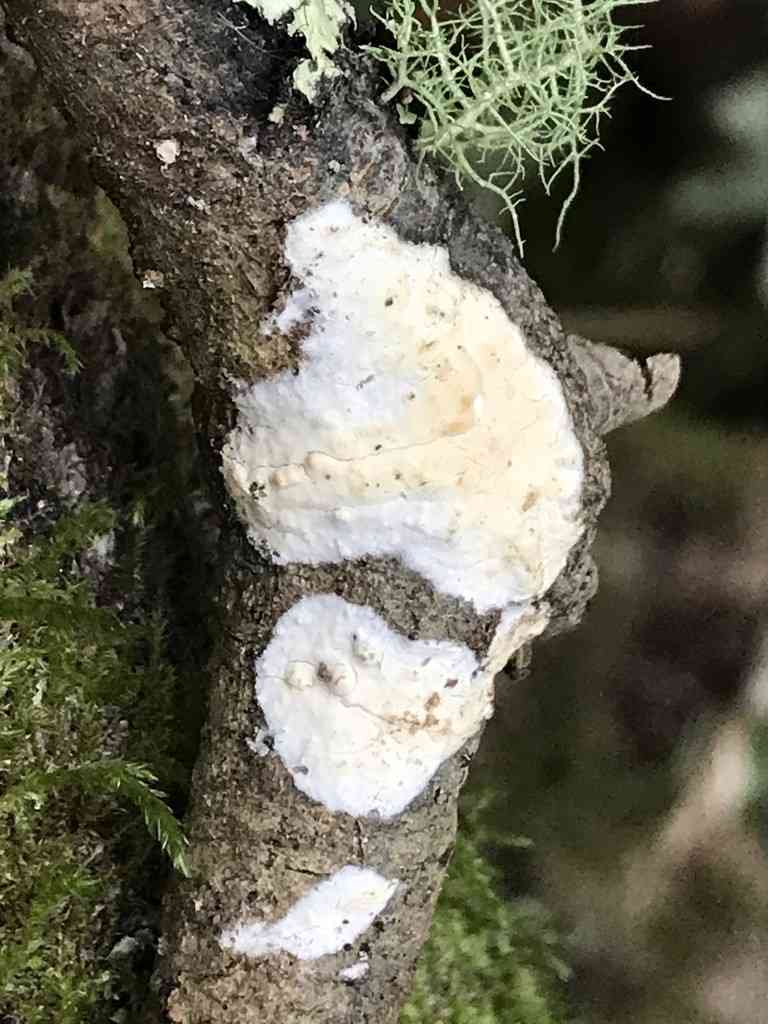 Milk-white toothed polypore (Irpex lacteus) thumbnail 3