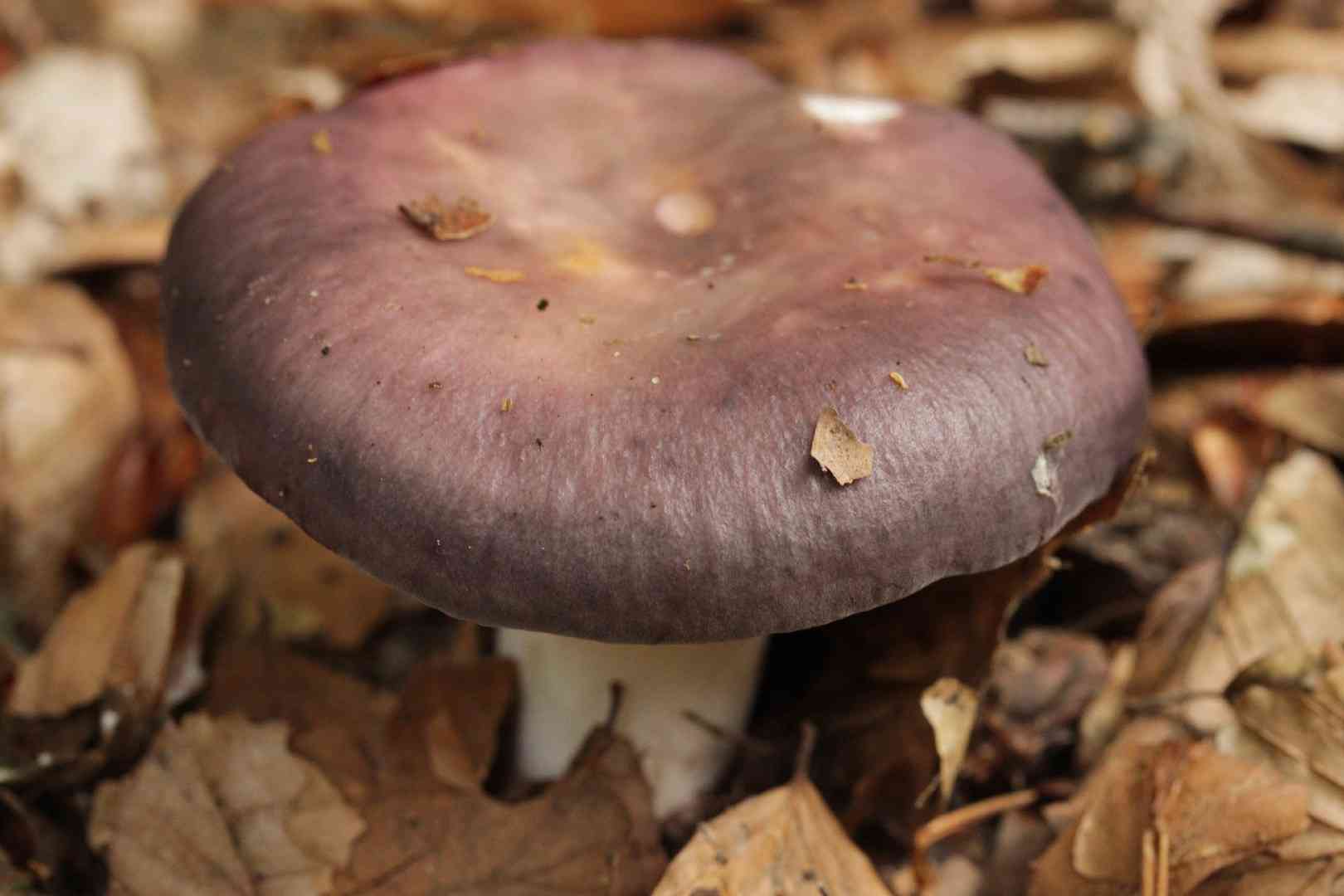Charcoal burner (Russula cyanoxantha) thumbnail 3