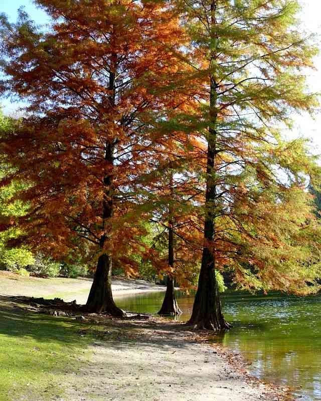 Bald cypress