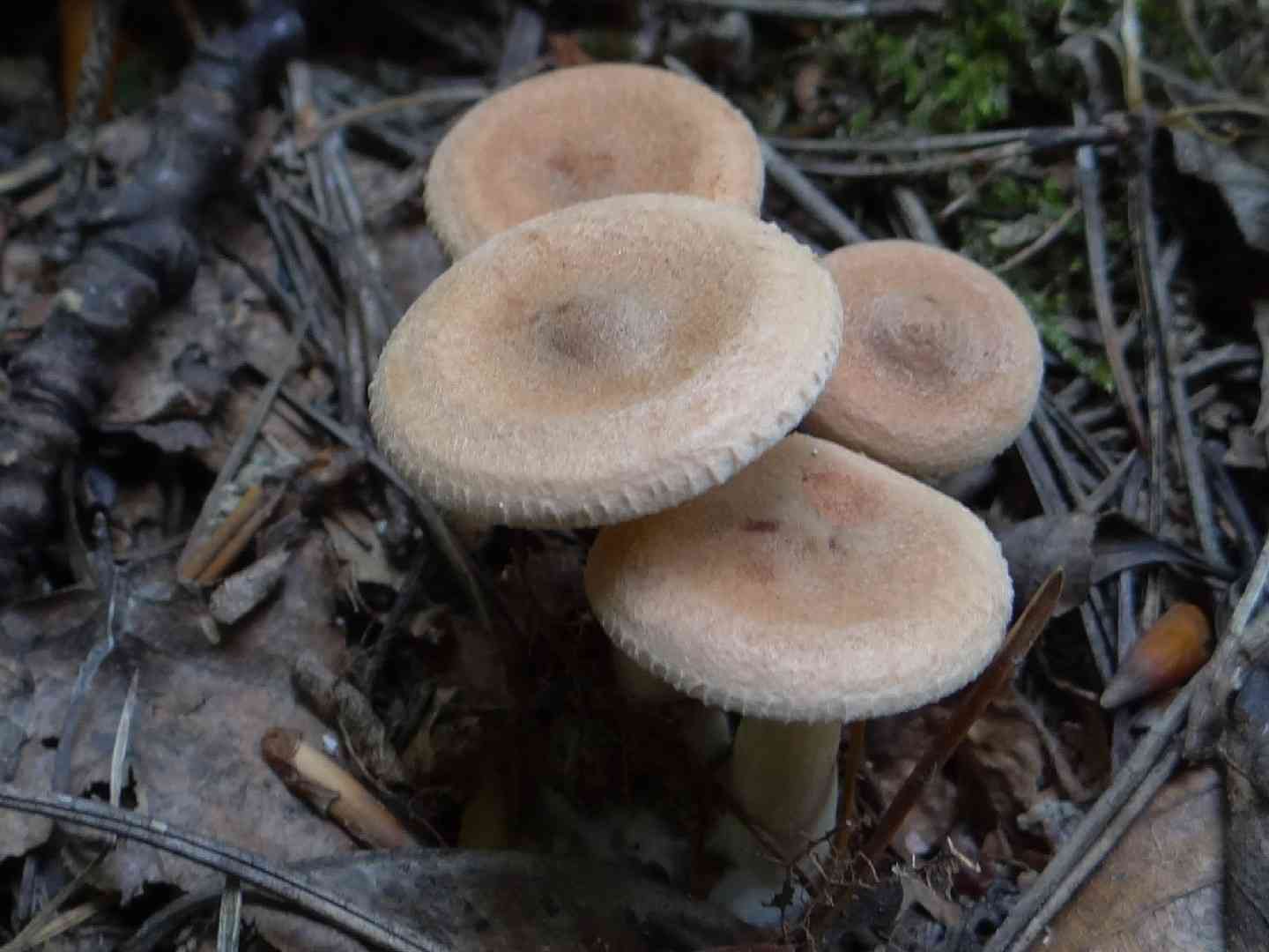 Clitocybe costata