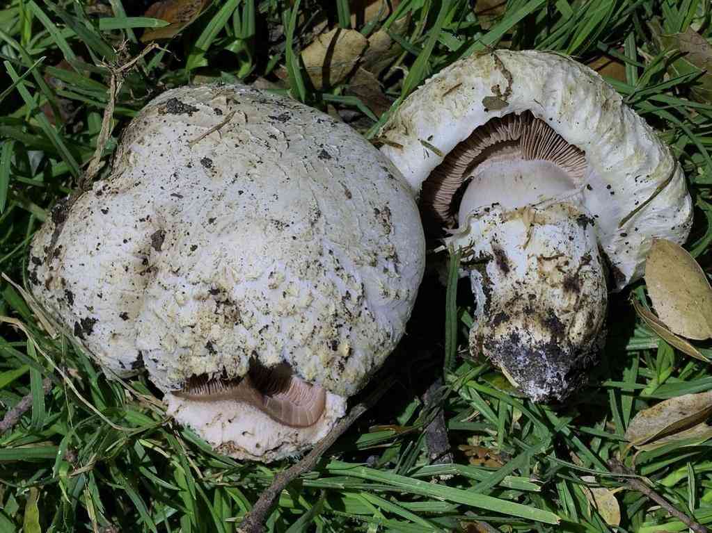 Salt-loving mushroom (Agaricus bernardii) thumbnail 3