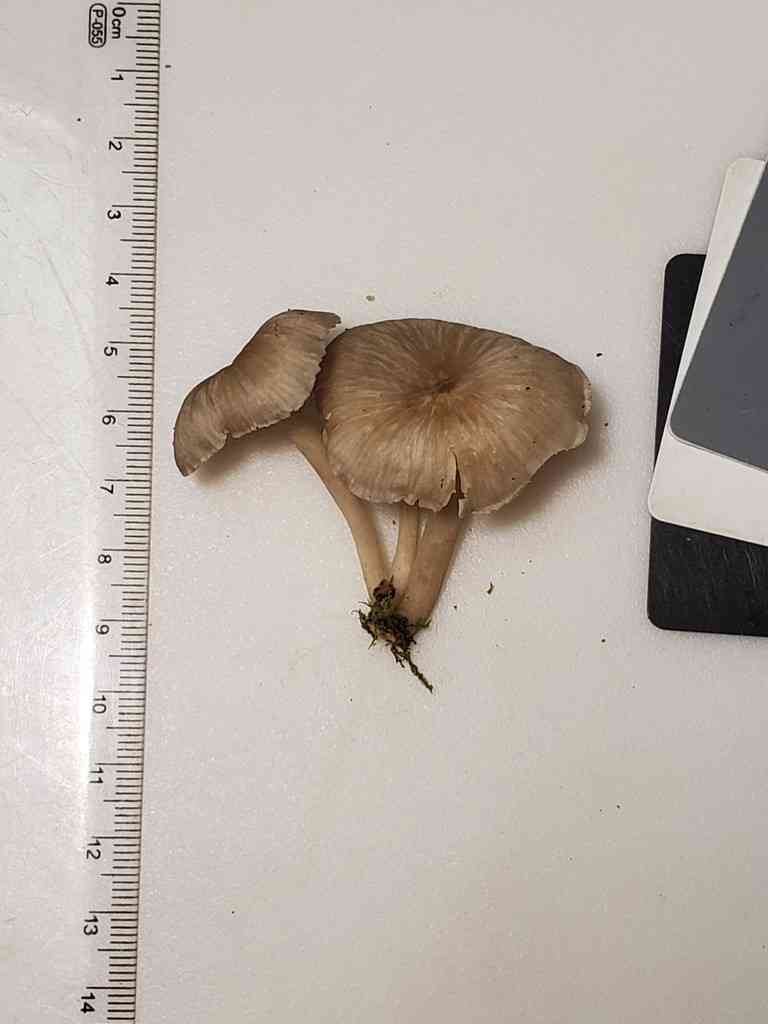 Clitocybula lacerata (Clitocybula lacerata) thumbnail 3