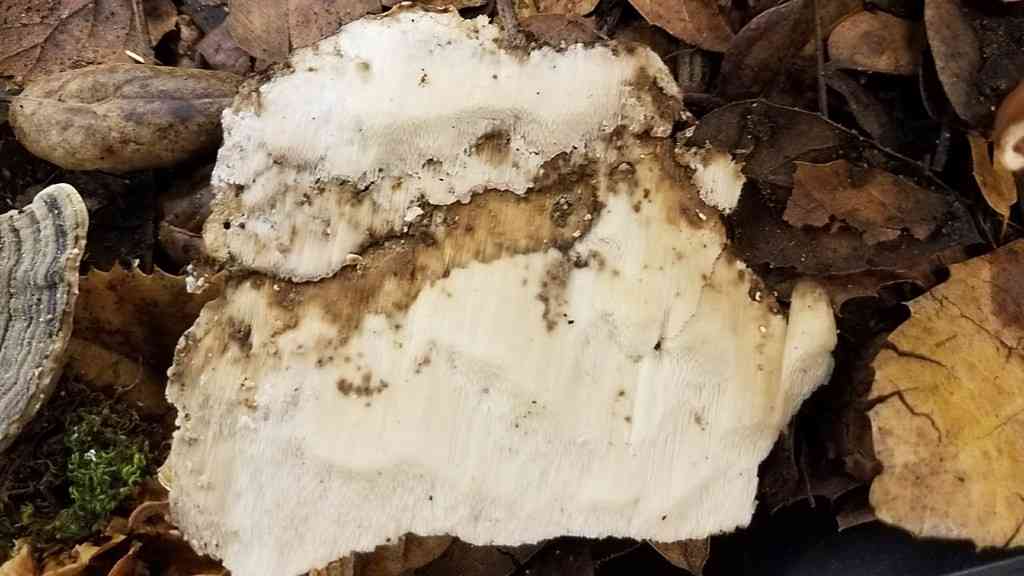 Antrodia heteromorpha (Antrodia heteromorpha) thumbnail 1