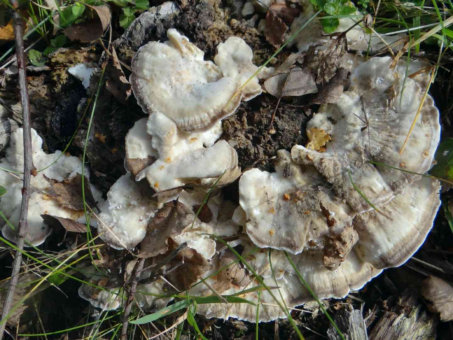Mossy maze polypore (Cerrena unicolor) thumbnail 2